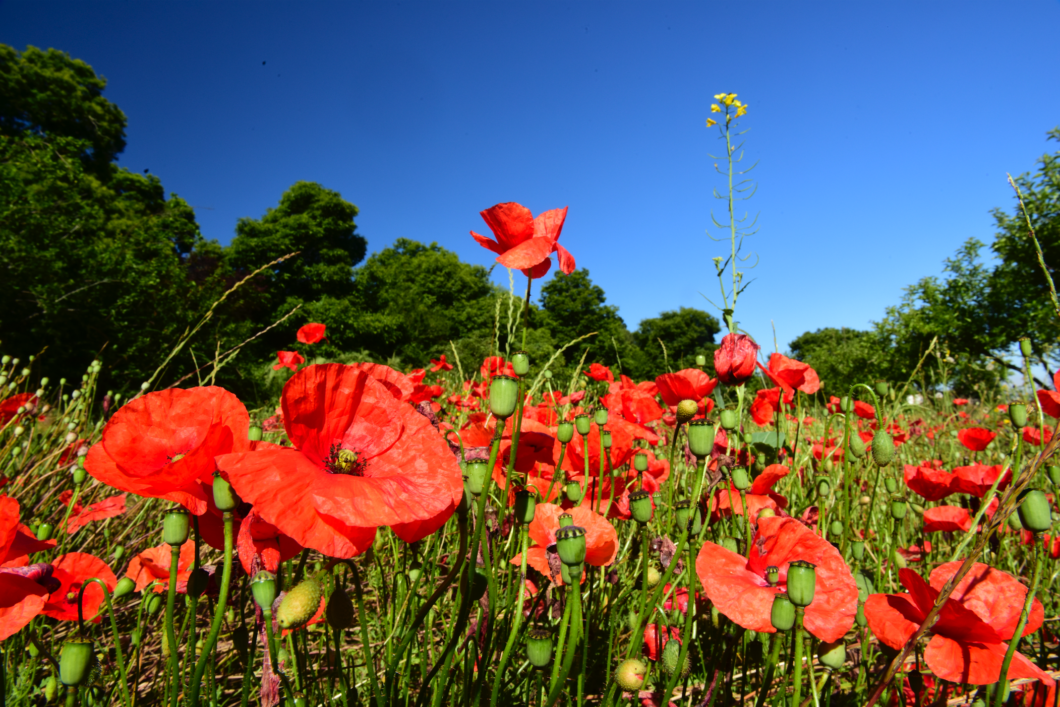 Captura de pantalla 2017-07-05 a las 17.58.07