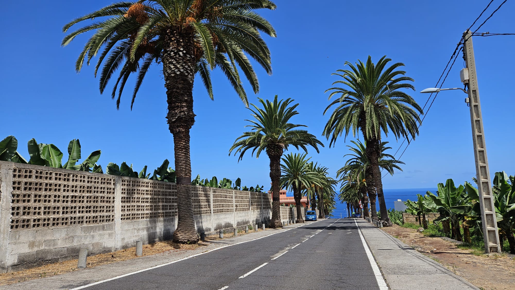 El Ayuntamiento de La Orotava solicitará al Cabildo un estudio pormenorizado sobre las palmeras de la carretera del Rincón