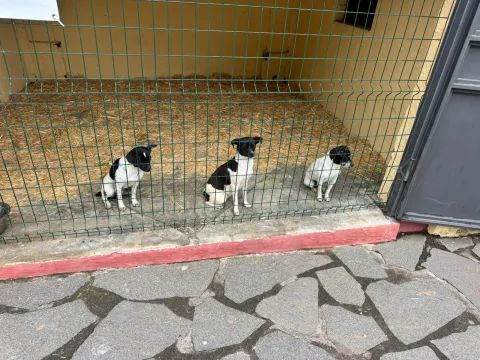 pinolereferia
