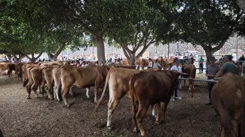ganado