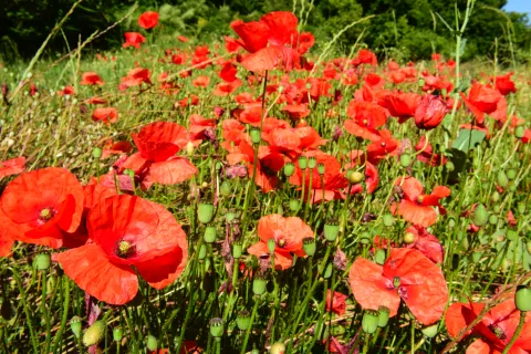 Captura de pantalla 2017-07-05 a las 17.58.00