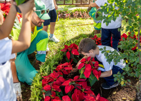 Niños de La Orotava participan con los jardineros en la plantación de las flores de pascua